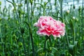 ÃÂ¡ultivation of Dianthus caryophyllus, theÃÂ carnation flowering Royalty Free Stock Photo